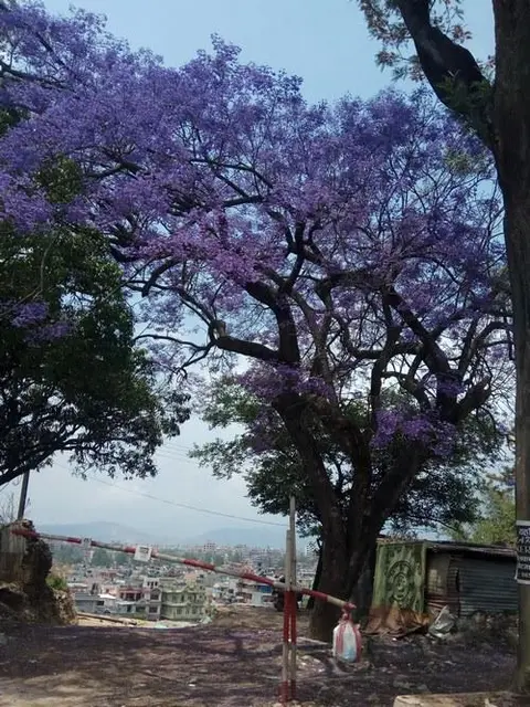बाक्लोमा श्रीसको रूख / The Jacaranda tree in bloom