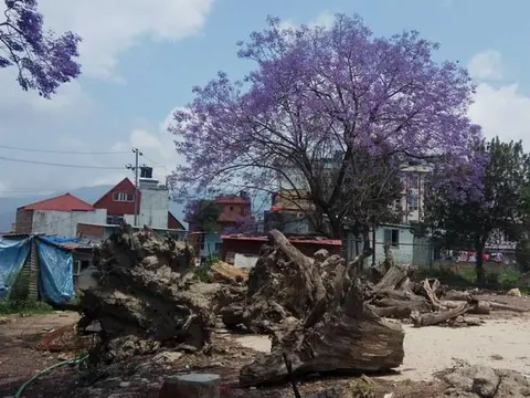 अरू श्रीसको रूख / Another Jacaranda tree
